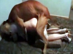 Dogs animal tube porn