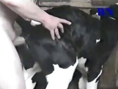 Farm bestiality porn