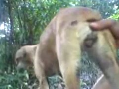 Mature animal sex