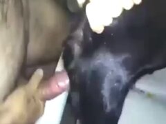Sperm animal porn