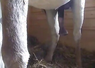 Two donkeys having a wild fuck with a juicy cumshot ending