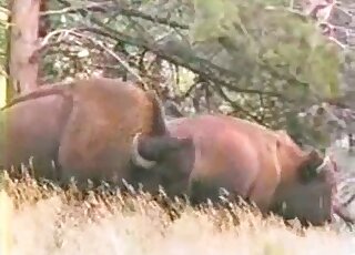 Bison-like animals slip away to enjoy some passionate fucking