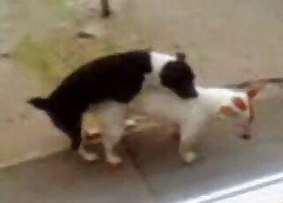 Dog fuck scene with a horny white animal that enjoys dog dicking