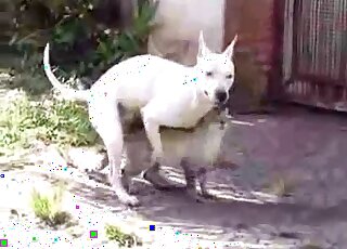 Hot white dog is going to fuck a cat just because it is able to