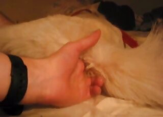 Fingering session leads to full-on dick as guy fucks dog in free XXX