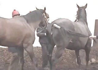 Brown stallion inserting its giant penis in an animal pussy outdoors