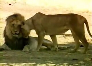 Lion