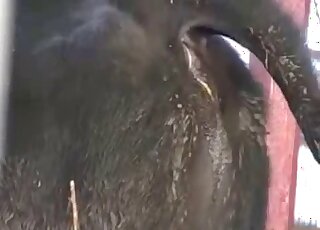 Attractive animal pussy is being exposed in a voyeur-style video