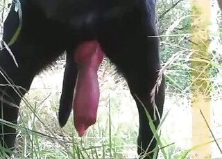 Outdoor porn movie that focuses on the size of a dog's red cock