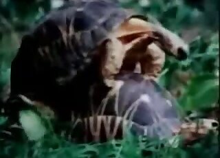 Nature documentary is ripe with animal-on-animal fucking in HD