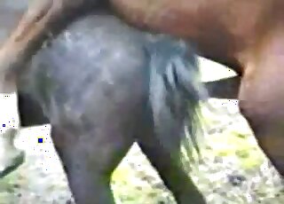 Brown stallion fucking a black mare from behind with passion