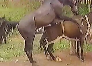 Un caballo marrón se folla el coño de una yegua marrón en un vídeo de sexo al aire libre con un caballo