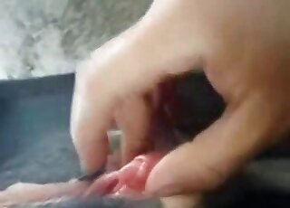 Intenziven pornografski prizor, ki se ukvarja s hardcore zoofilijo