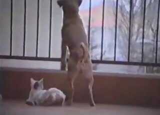 Brown dog is ready to fuck a sexy white kitty in a taboo video