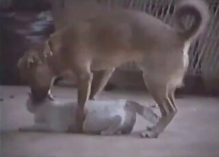 Brown dog is ready to fuck a sexy white kitty in a taboo video