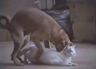 Brown dog is ready to fuck a sexy white kitty in a taboo video