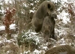 Two ugly boars find a secluded enough spot and enjoy hard sex