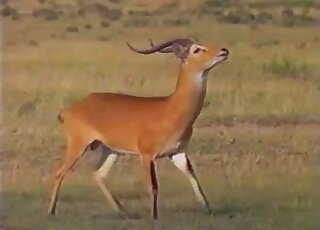 Deer porn movie with hot animals banging and seducing each other