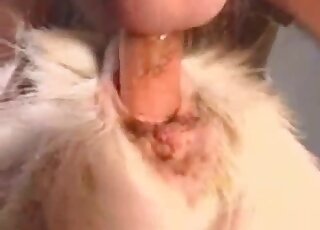 Animal lovers with really kinky minds enjoying group goat fucking