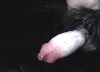 Black dog's oversized cock is being showcased in free XXX here