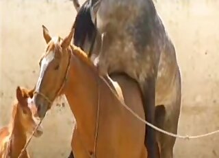 Con ngựa cái màu nâu sẵn sàng để cho con vật này xé toạc âm hộ của con ngựa của nó