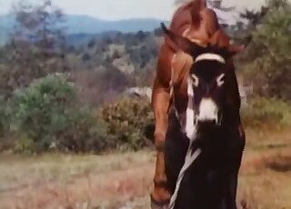 Hot stallion penis is being inserted into a mare's real wet pussy