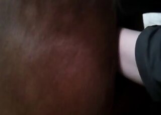 Brown mare's pussy is getting fisted by a horny zoophile person