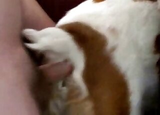 Dude uses his cock to fuck a cow from behind and make it cum too