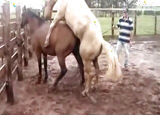 Outdoor horse-on-horse fucking with a hung brown stallion in HD