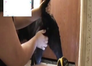 Dude inserting a fist into this dog's greedy orifice during foreplay