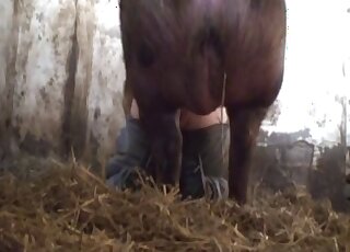 Guy pulls down his pants in order to let this boar bang him hard