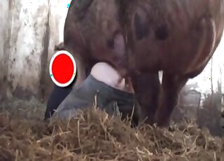 Guy pulls down his pants in order to let this boar bang him hard