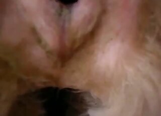 Sexy animal hole getting fucked by a dog lover that gapes pussies