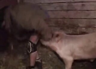 Pig's corkscrew cock is being used to fuck this dude's tight asshole