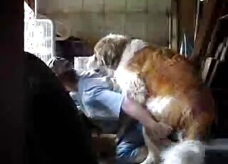 Dude in pulled down shorts lets this brown dog fuck his asshole