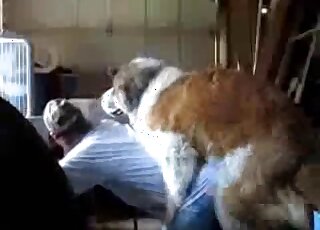 Un tipo en pantalones cortos bajados deja que este perro marrón le folle el culo