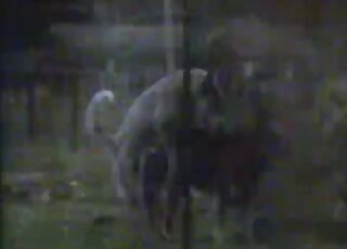 Wolves enjoying outdoor fucking in a passionate sex scene here