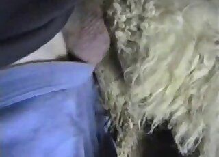 رجل يرتدي قميصًا أسودًا يدخل قضيبه في مهبل فروي هنا