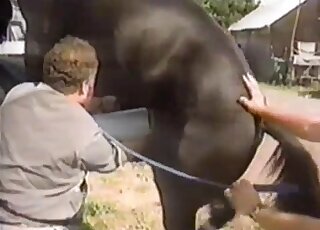 Horny stallion getting jerked off by a curly-haired zoophile dude