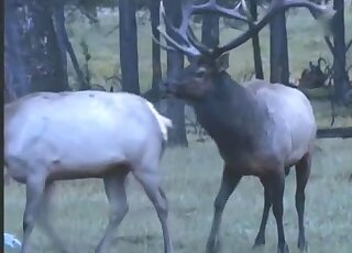 Deer fucking movie with sexy leggy animals banging with passion