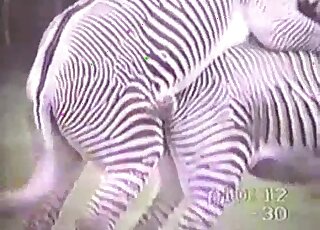 Dve seksi zebri najdeta način, da se na skrivaj pofukata na prostem