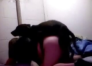 Brown dog with a cute face is going to pleasure zoophile in POV