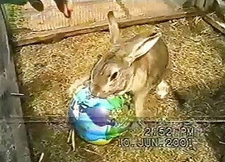 Chubby bunny rabbit in heat is trying to fuck a big ball