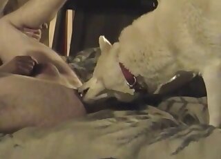 Amateur dude gets phenomenal ass licking from dog while jerking off