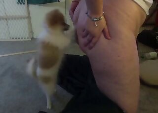 Big ass cougar lets dog sniff her pussy out