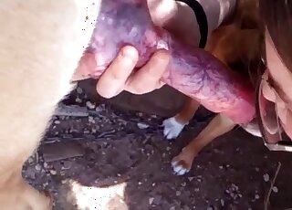 Nerdy babe with glasses orally pleases pet dog after jerking him off