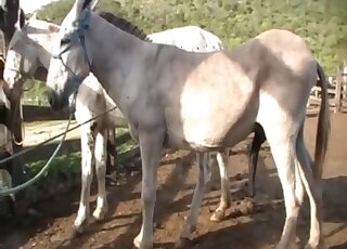 Mare has slippery wet pussy ready for massive horse cock