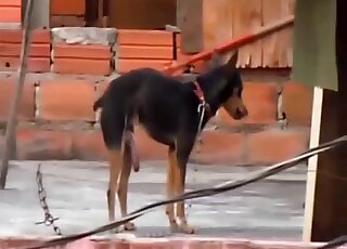 Dog is caught banging cat by amateur zoo sex lover