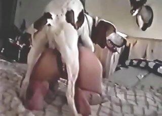 Big ass cougar uses pet canine for bestiality pleasures