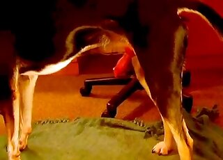 Amateur zoo sex - Athletic black dog dominates the pussy of his MILF